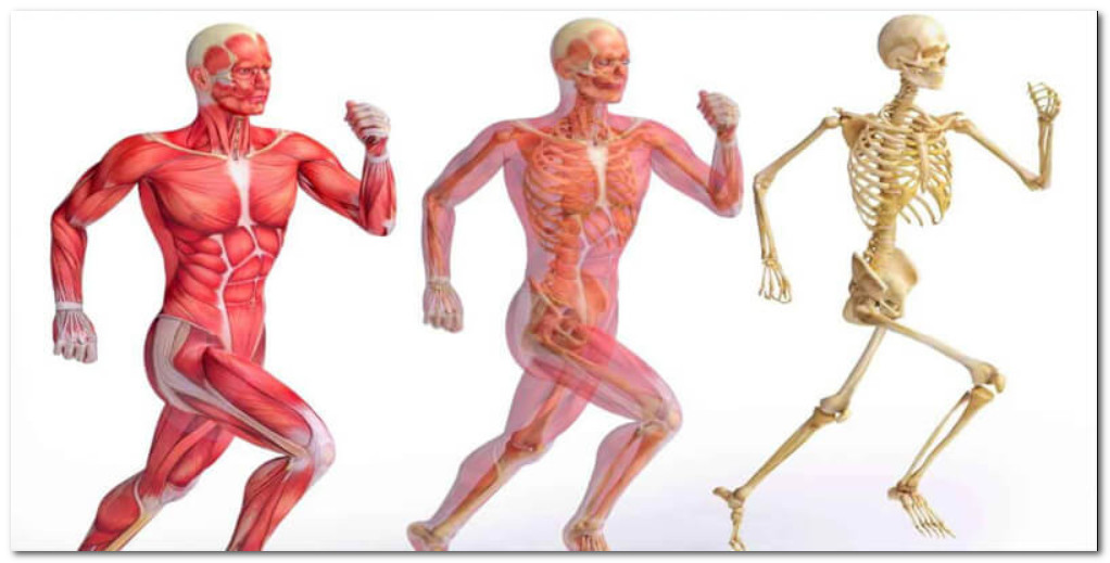 الجهاز الهيكلي و العظمي